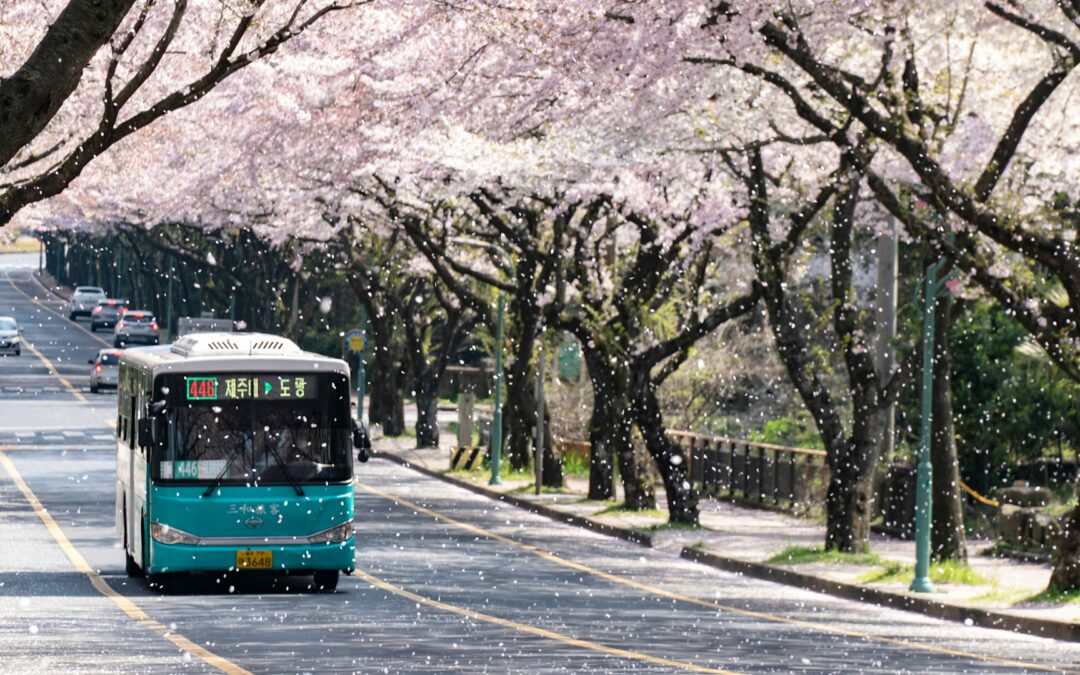 Gentle Sea Days: Glatt Kosher Tour Across Japan And South Korea