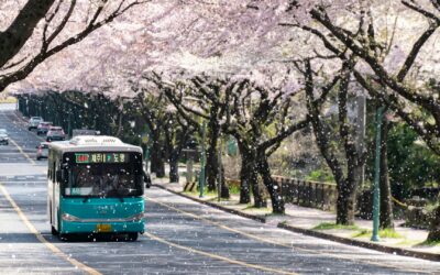 Gentle Sea Days: Glatt Kosher Tour Across Japan And South Korea