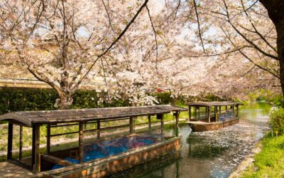 Luxury Kosher Cruises In Japan And South Korea For Gentle Discovery